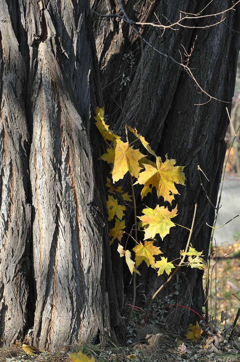 autumn, tree, foliage, park, plant, yellow, flowering plant HD wallpaper