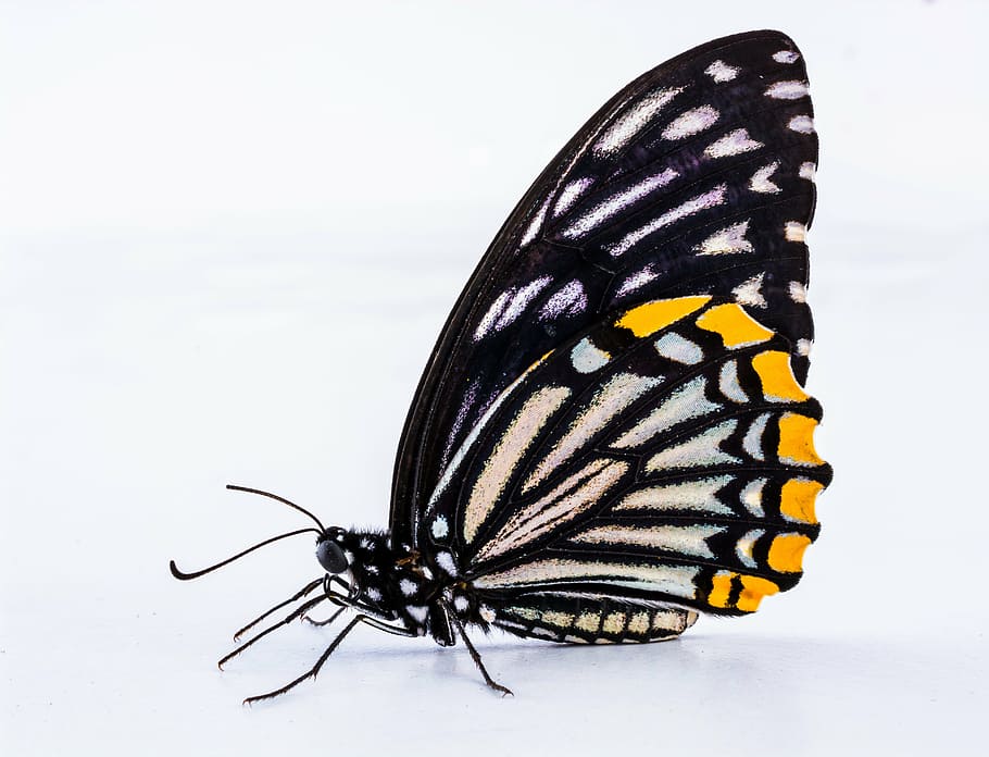 black and yellow closewing butterfly in closeup photography HD wallpaper