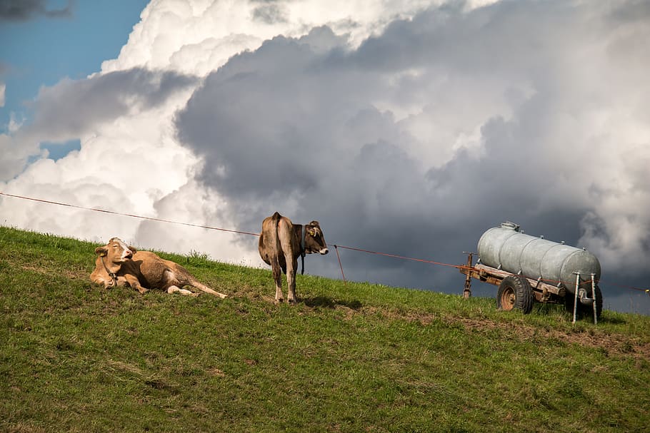 Cows, Clouds, Pasture, Sky, cumulus clouds, graze, rest, alm HD wallpaper