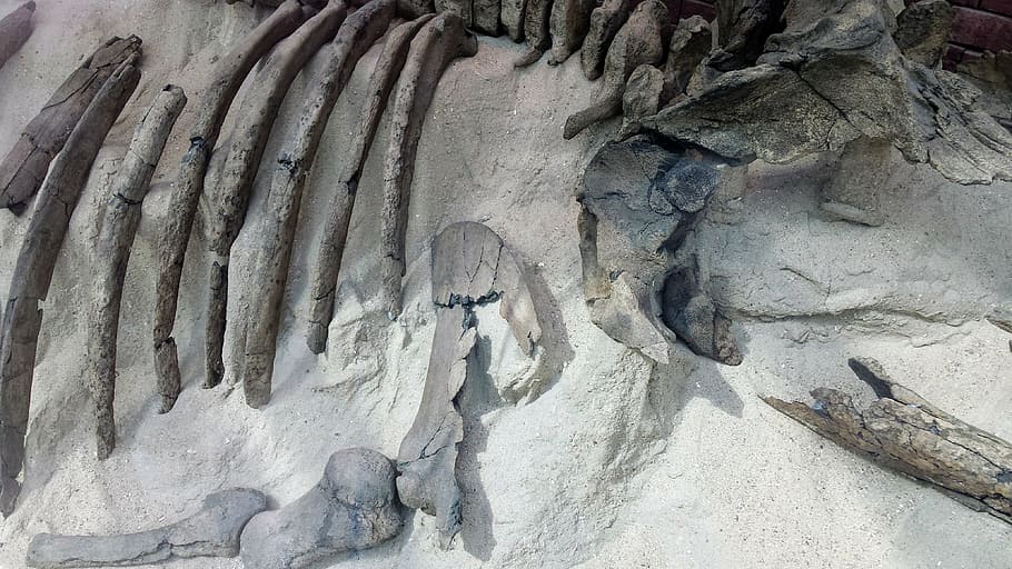 bones, old, skeleton, exhumation, fish, nature, history, the past HD wallpaper