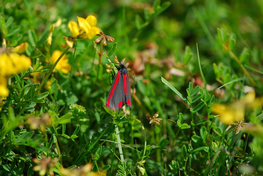cinnabar moth, spring, nature, insect, wildlife, caterpillar HD wallpaper