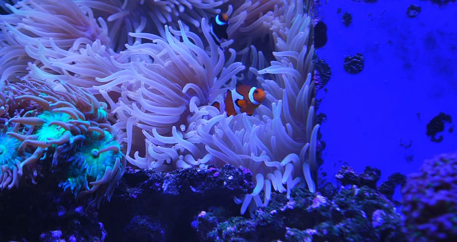 clown fish underwater, aquarium, coral, tropical, sea, animal, HD wallpaper