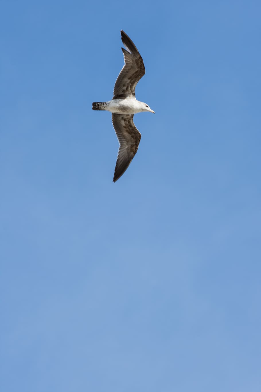 seagull, sky, bird, flying, spread wings, low angle view, vertebrate HD wallpaper