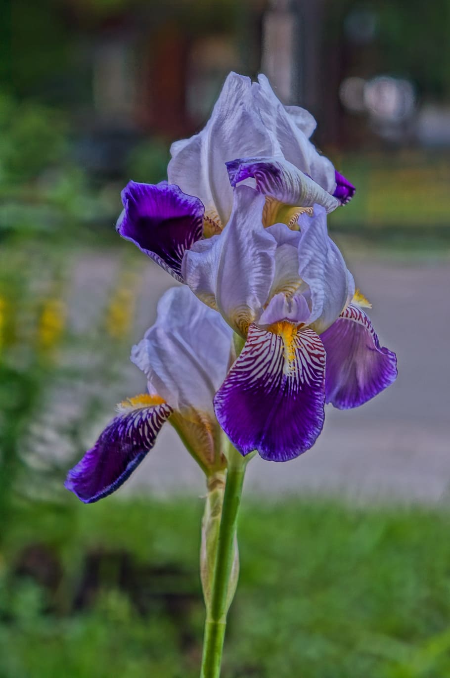 HD wallpaper: flower, summer, iris, irises, beauty, beautiful flower ...