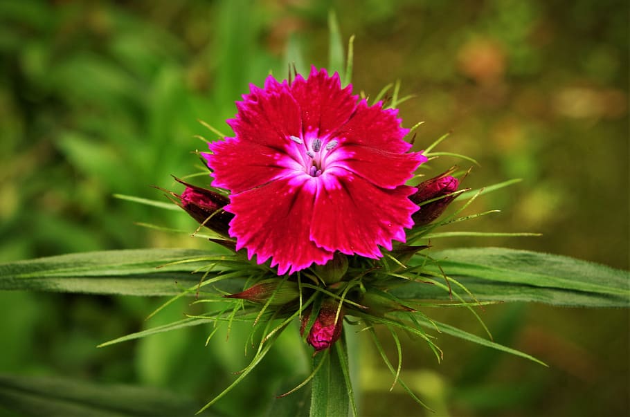 flower, carnation, flowering plant, beauty in nature, fragility HD wallpaper