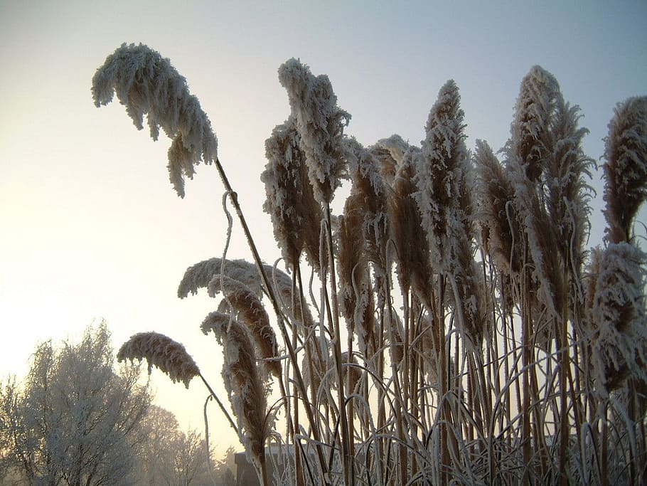 Winter, Ice, Water, plant, nature, growth, no people, day, outdoors HD wallpaper