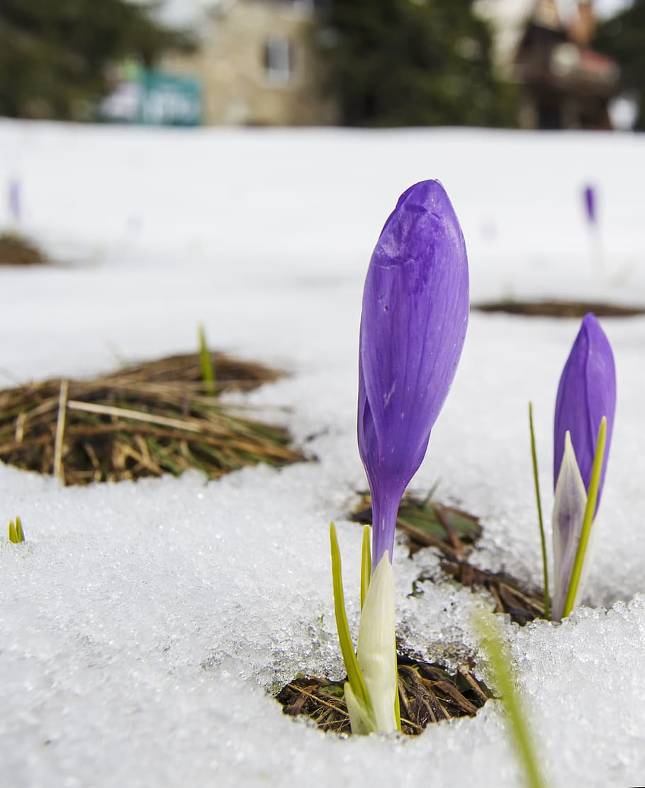 crocus, snow, spring, end of winter, purple, saffron, blossom