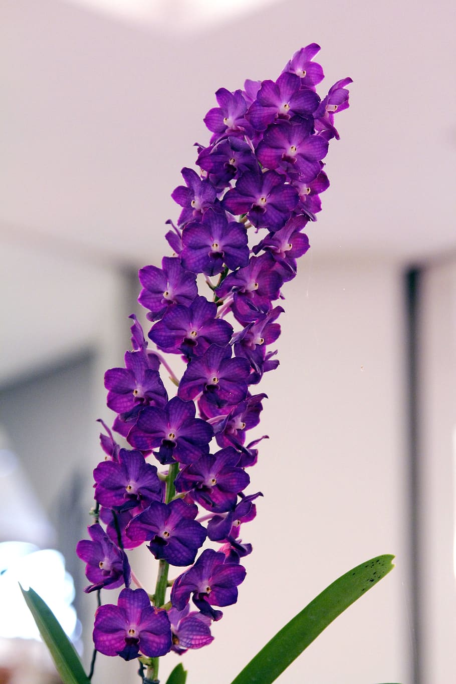 orchid, purple, vanda, flowering plant, vulnerability, fragility, HD wallpaper