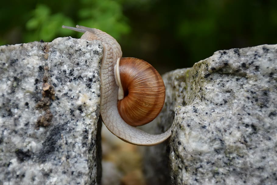 selective focus photography of snail crawling on gray stone, obstacle overcoming, HD wallpaper