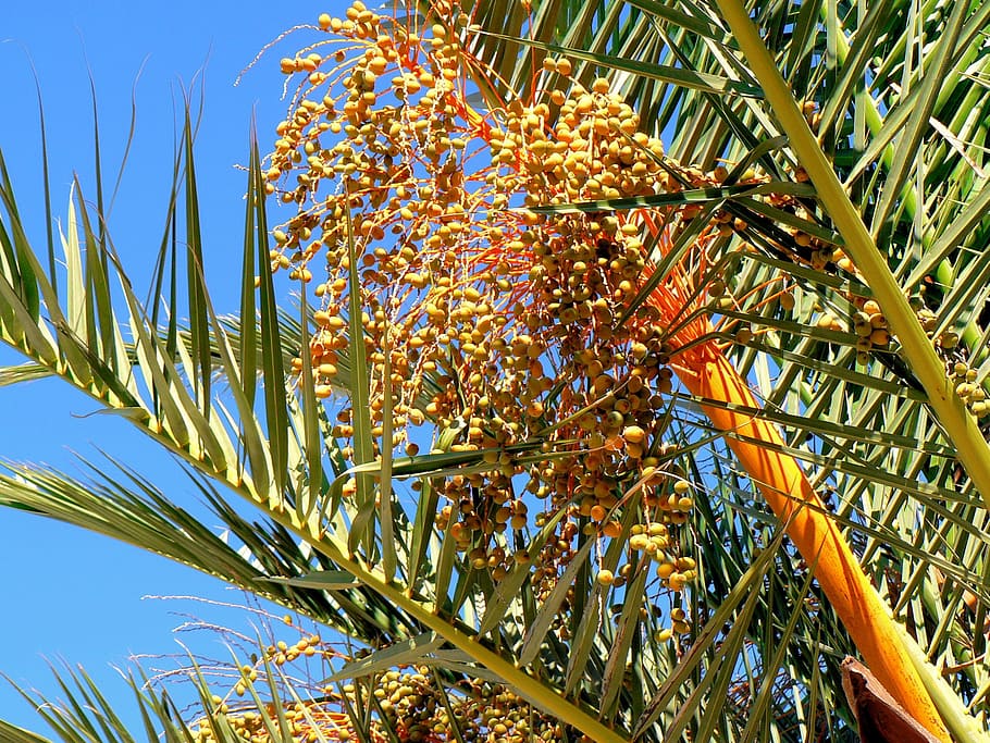 date-palm, dates, fruit, trees, power, collection, plant, growth HD wallpaper