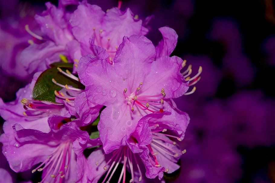 HD wallpaper: flower, azalea, bloom, pink, nature, blossom, plant, flora |  Wallpaper Flare