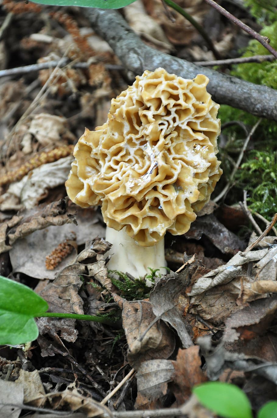 morel-fungus-forest-mushrooms-regal.jpg