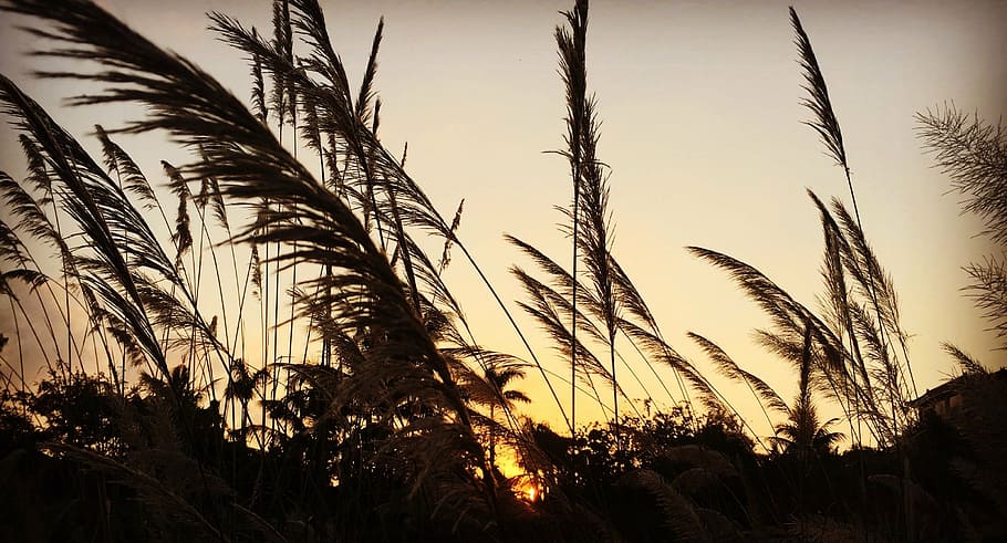 twilight, sunset, reed, plant, sky, growth, beauty in nature HD wallpaper