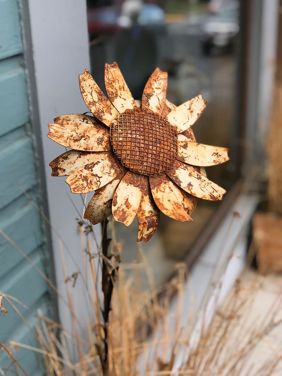 Hd Wallpaper Sunflower Metal Rustic Rusty Vintage Focus On Foreground Wallpaper Flare