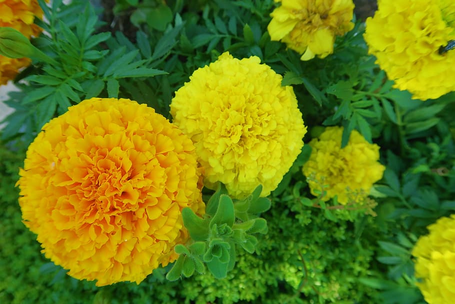 orange and yellow marigold flowers closeup photography, outdoor, HD wallpaper