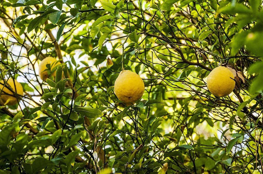 green, lime, fruit, lemon, nature, vitamin c, food, healthy eating HD wallpaper