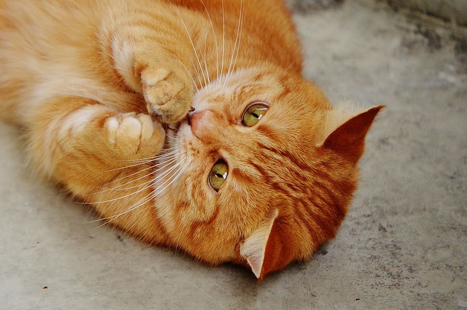 orange tabby cat lying on gray surface, red, cute, mackerel, tiger