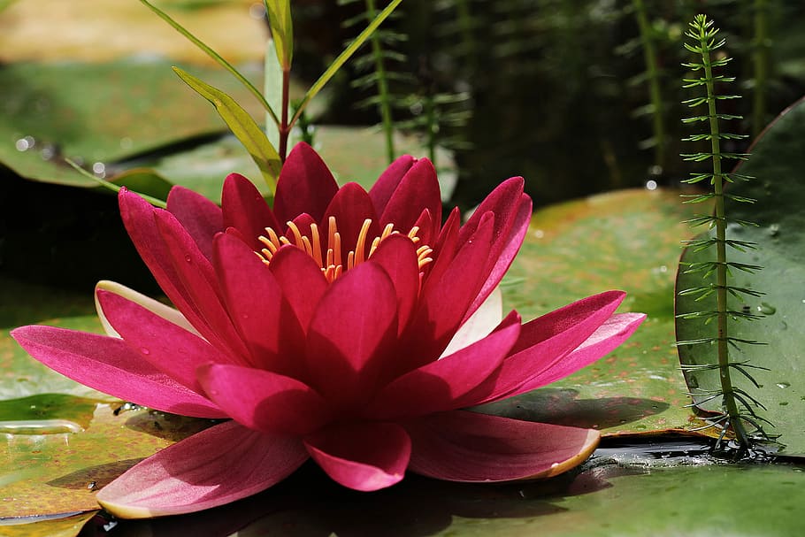 red lutos flower illustration, water lily, pond, aquatic plant, HD wallpaper