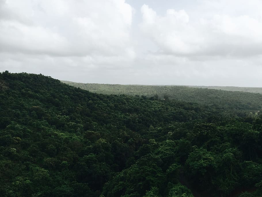 green, forest, jungle, trees, leaves, nature, plants, flowers HD wallpaper