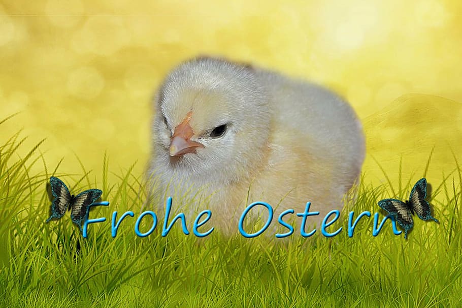 chicken, easter, fluffy, feather, bird, hatched, sweet, animal HD wallpaper