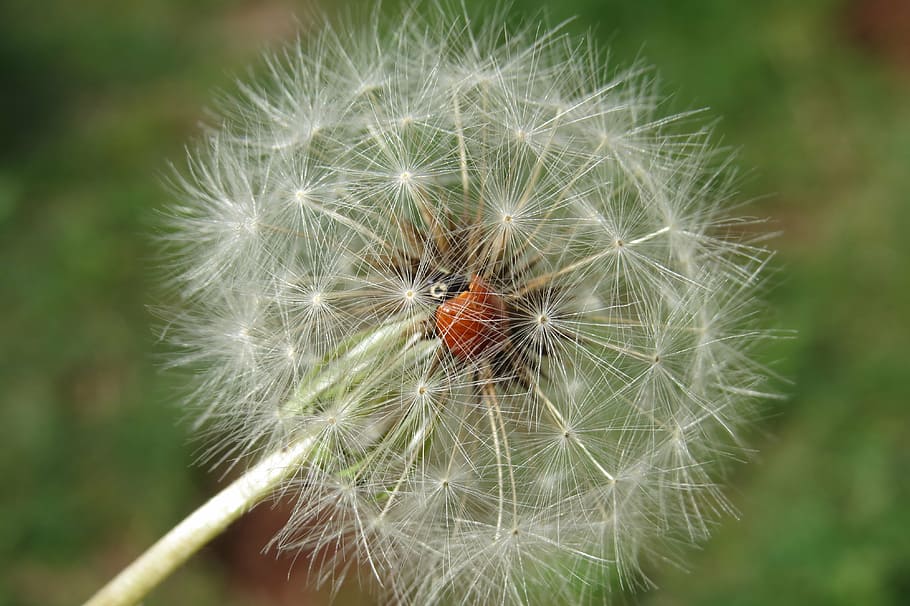 ladybug, dandelion, insect, flower, animal, nature, spring HD wallpaper