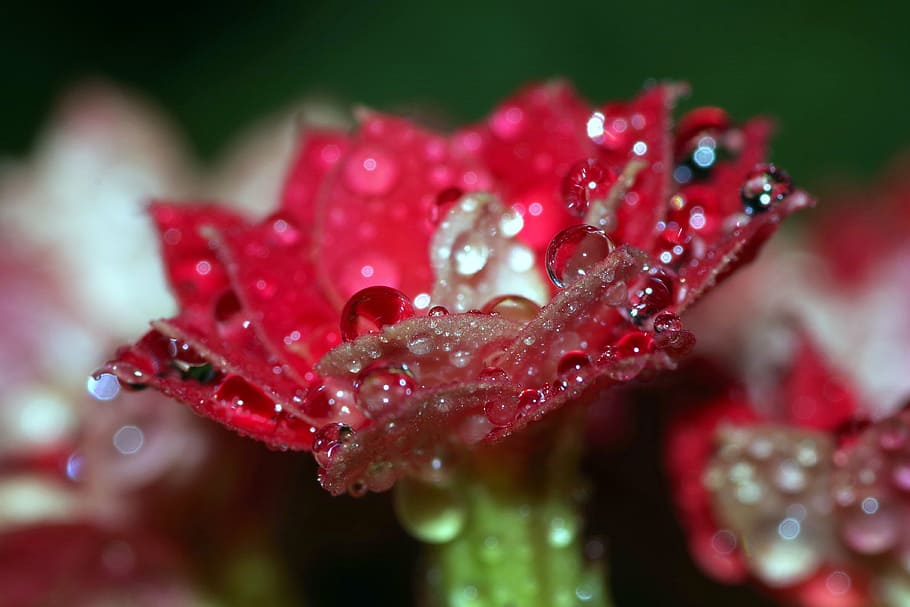 rosa, drops, flower, raspberry, red, water, shine, macro, closeup HD wallpaper