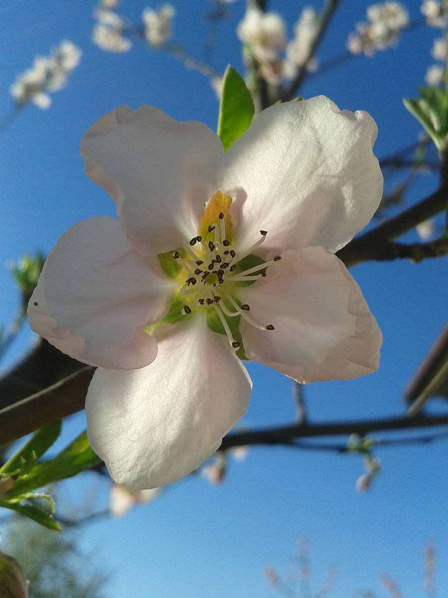 peach, color, spring, sky, blue, pink, flowering plant, fragility HD wallpaper