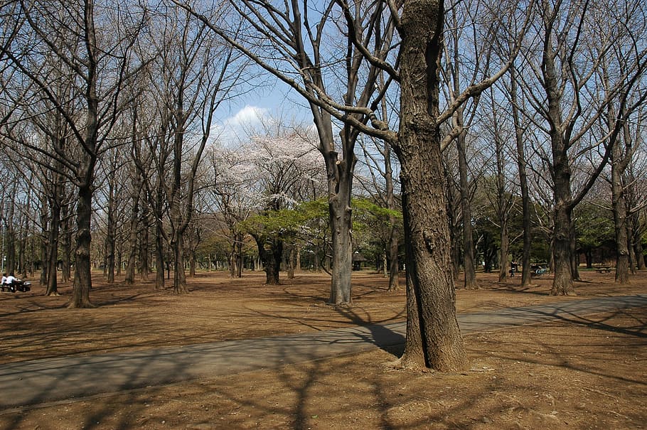 yoyogi park, tokyo metropolitan area, shibuya, yoyogikamizono cho, HD wallpaper