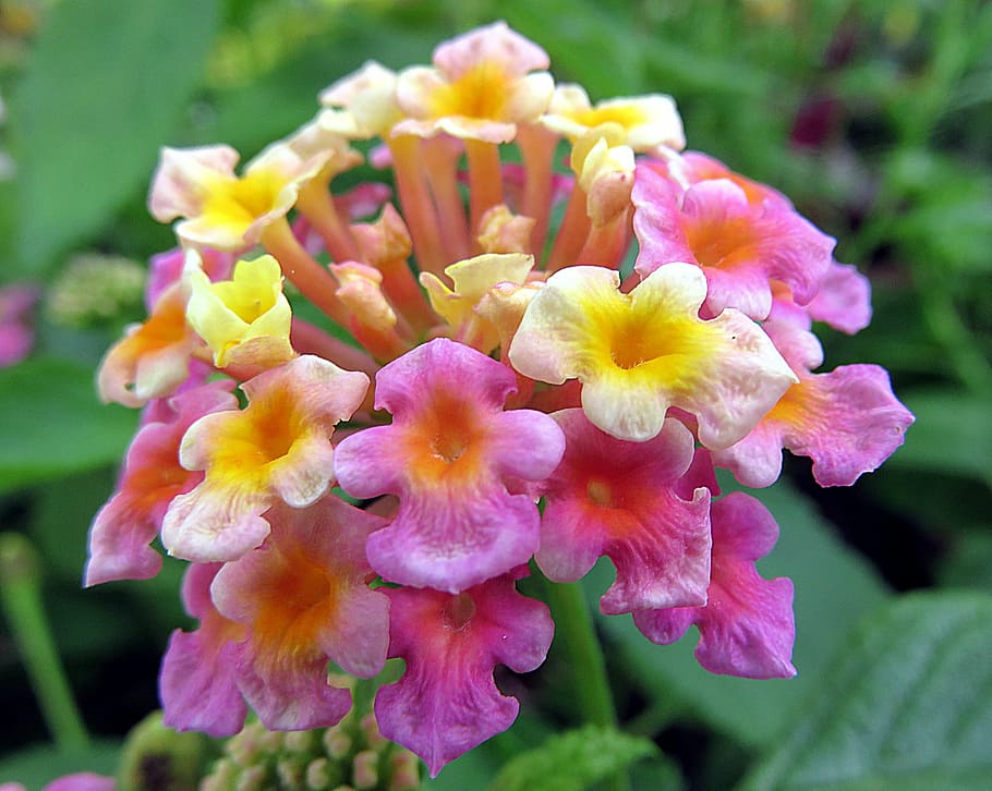 purple-and-yellow lantana flower in close-up photography, plant