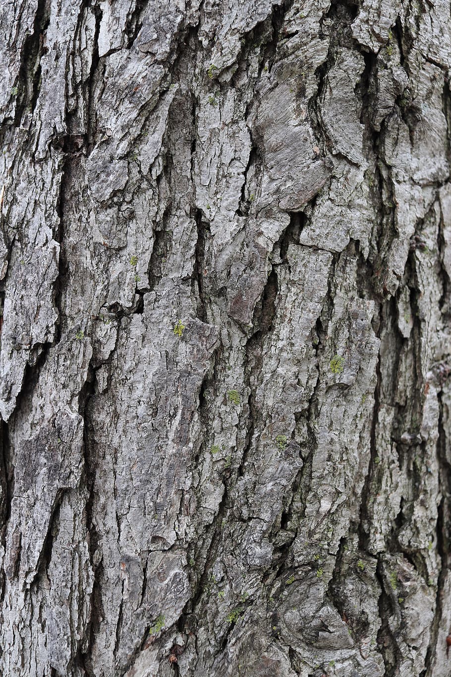 texture, tree, bark, textured, tree trunk, backgrounds, full frame HD wallpaper