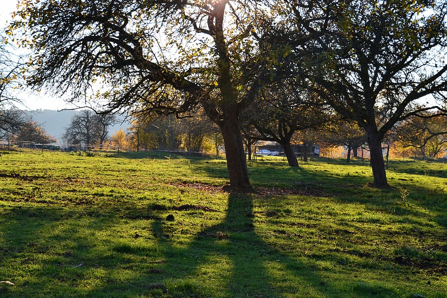 tree, fall, fall trees, autumn, nature, outdoor, landscape HD wallpaper