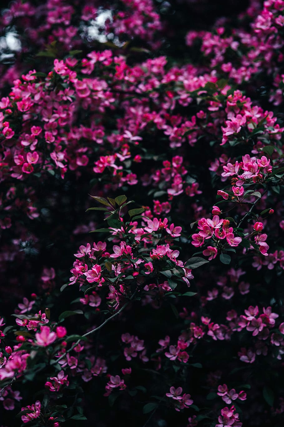 Lovely pink flowers blooming from the tree branches, copy space, HD wallpaper