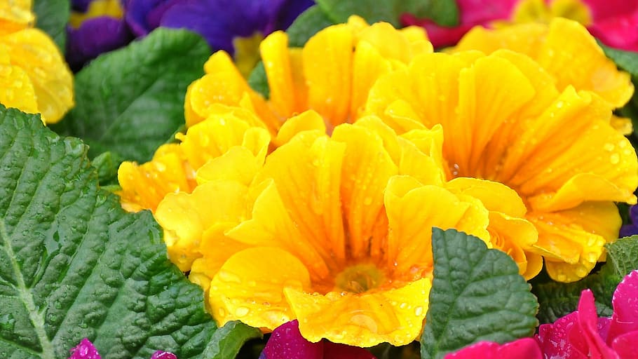 Primula, Spring, Flower, Yellow, spring flower, nature, plant HD wallpaper