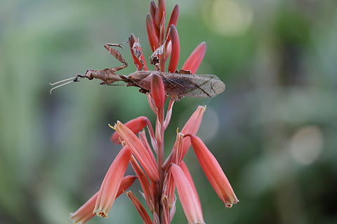 ghost praying mantis