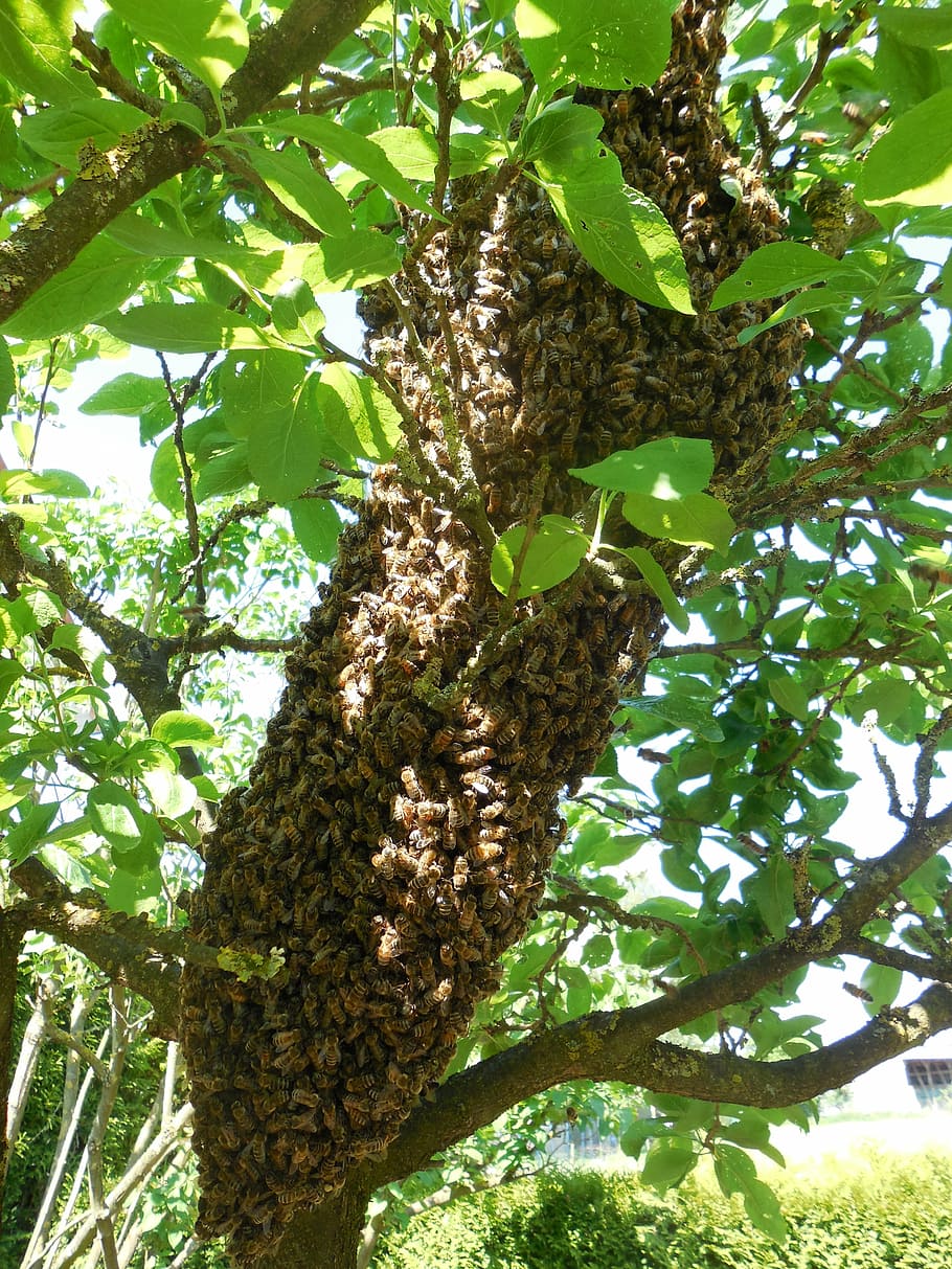 hive, bees, tree, beekeeper, beekeeping, nature, bee breeding HD wallpaper