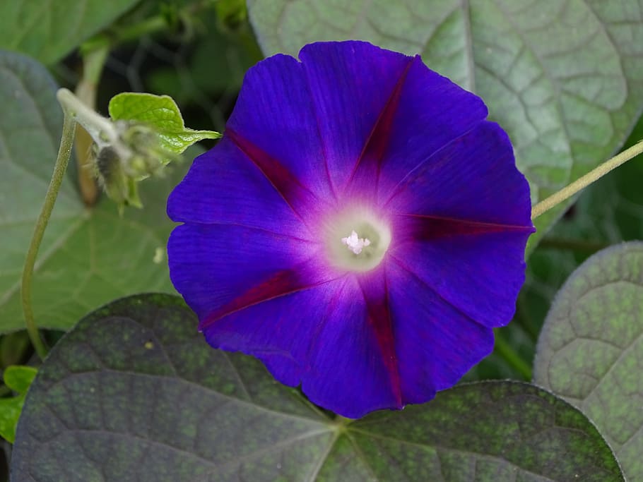 funnel thread, morning glory, climber, violet, purple pageantry winds HD wallpaper