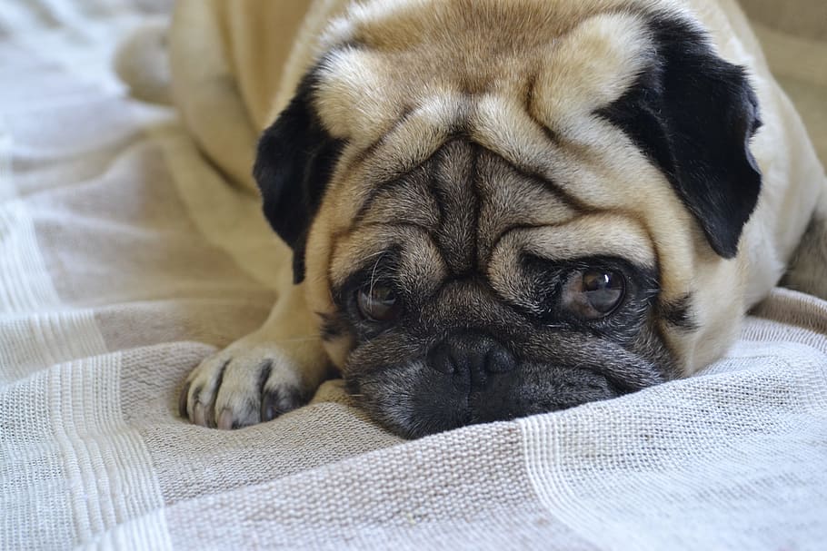 fawn pug, Dog, Lying, lying dog, one animal, pets, mammal, domestic animals HD wallpaper