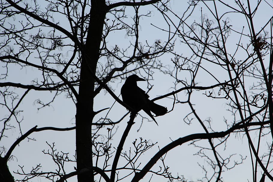 black crow perching on tree during daytime, bird, branches HD wallpaper