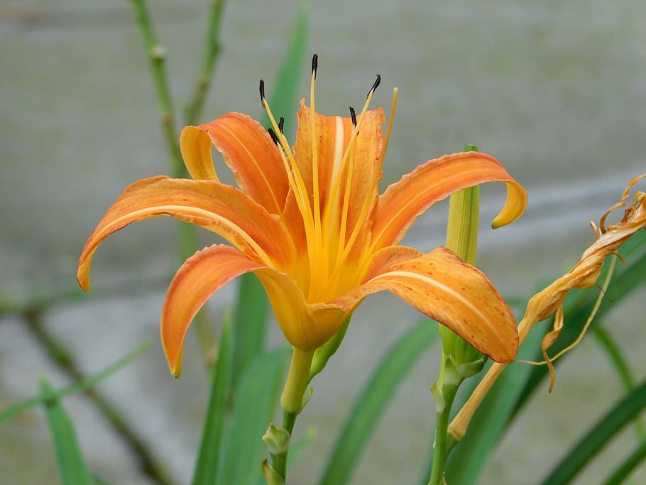 flower, nature, wild, flowers, petals, gardens, flowering plant HD wallpaper