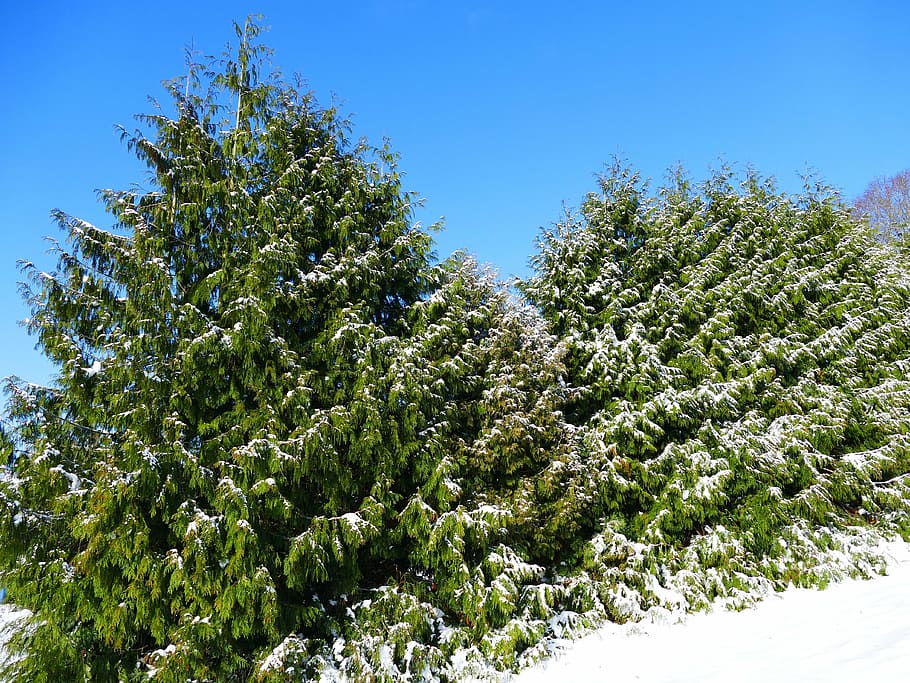 winter, snow, wintry, cold, winter trees, nature, winter cold HD wallpaper