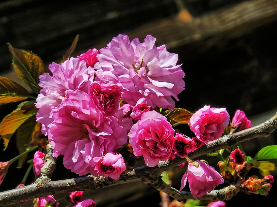 blossom, spring, nature, spring background, bloom, tree, blooming HD wallpaper