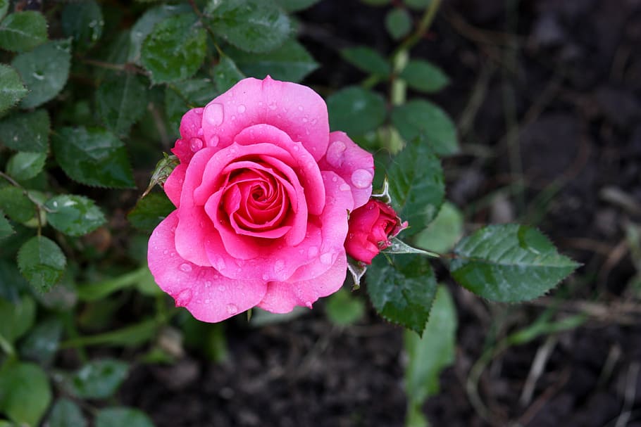 pink rose in closeup photography, rain, drops, plant, rose - Flower HD wallpaper