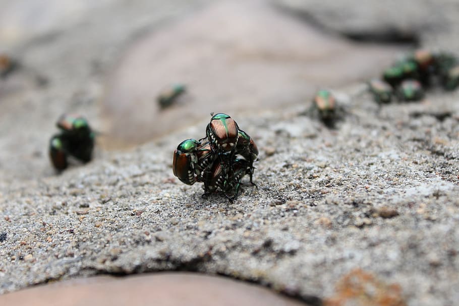 beetles, nature, insects, mating, group, animal themes, animal wildlife HD wallpaper