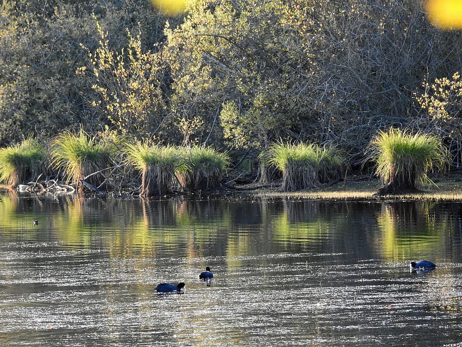 pond, forest, nature, water, plant, tree, lake, waterfront HD wallpaper