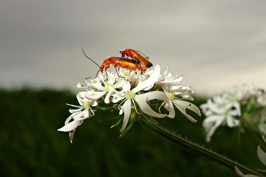Beetle, Insect, Bug, Copulating, procreation, entomology, invertebrate HD wallpaper