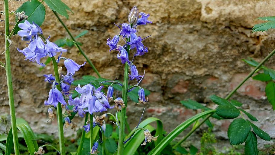 bellflower, wall, nature, meadow, plant, flowering plant, fragility, HD wallpaper