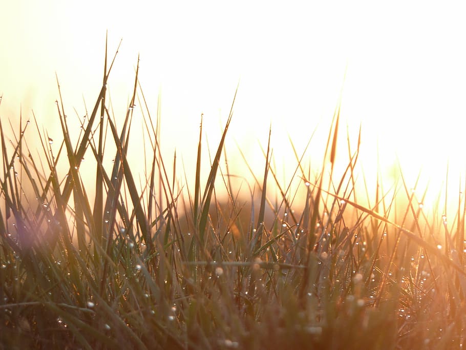 grass, morning, dew, raindrops, plant, growth, land, selective focus HD wallpaper