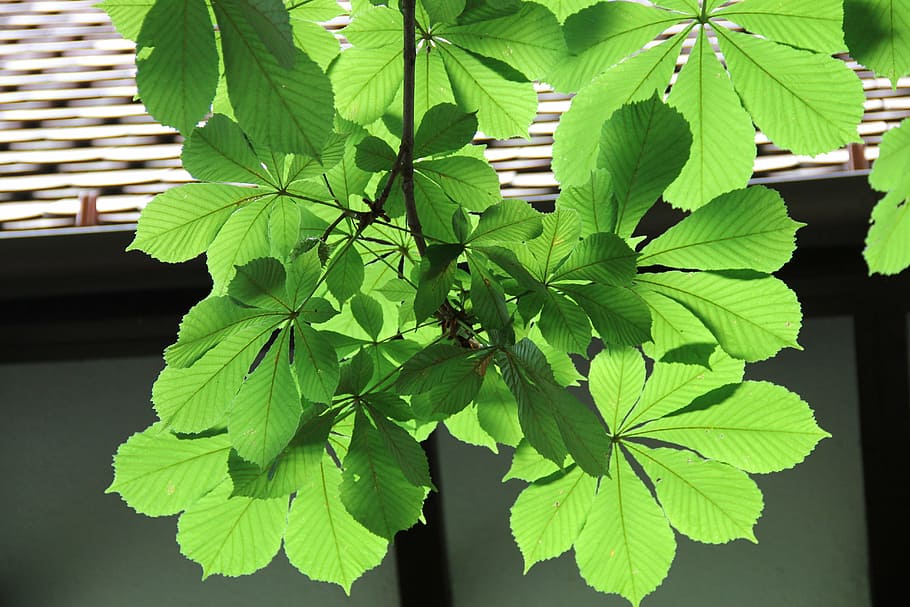 chestnut, sunlight, shadow, top, light shadow, green, leaf HD wallpaper