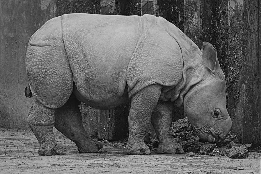 rhino, baby rhinoceros, animal, mammal, calf, nature, wildlife, HD wallpaper