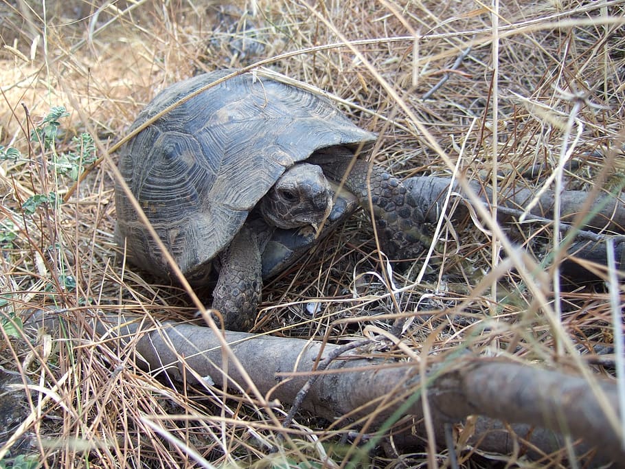 turtle, animals, slowly, animal themes, animal wildlife, animals in the wild HD wallpaper